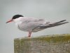 Common Tern at Southend Pier (Steve Arlow) (52665 bytes) Common Tern at Southend Pier (Steve Arlow) (52665 bytes)
